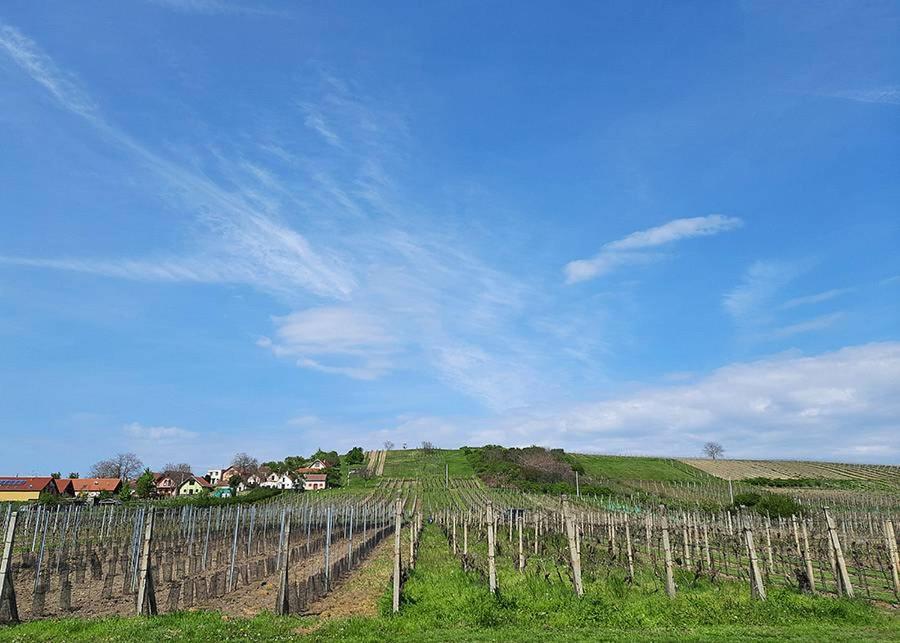 Sklep Vino Strycek * Velke Bilovice